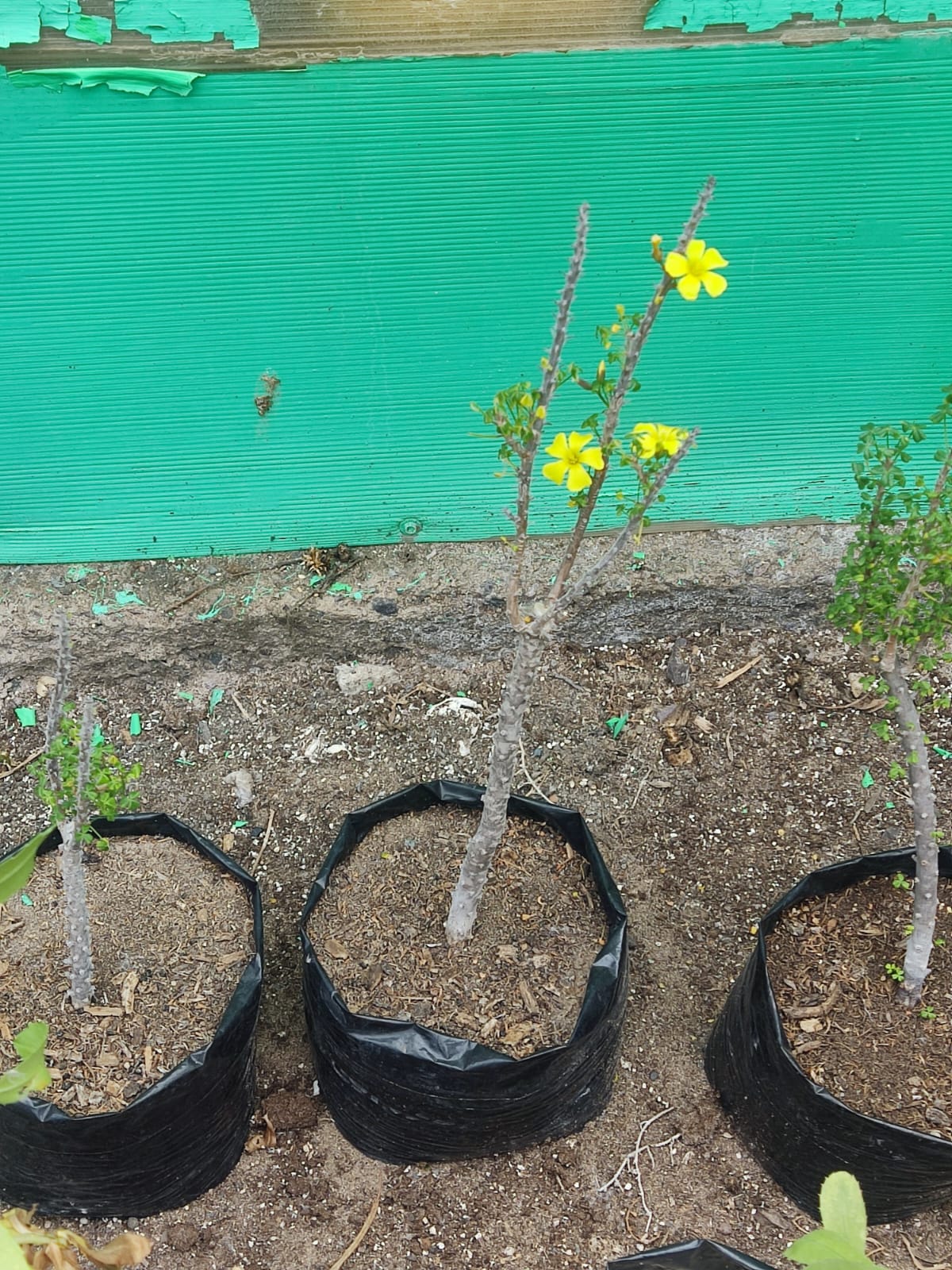 Oxalis gigantea