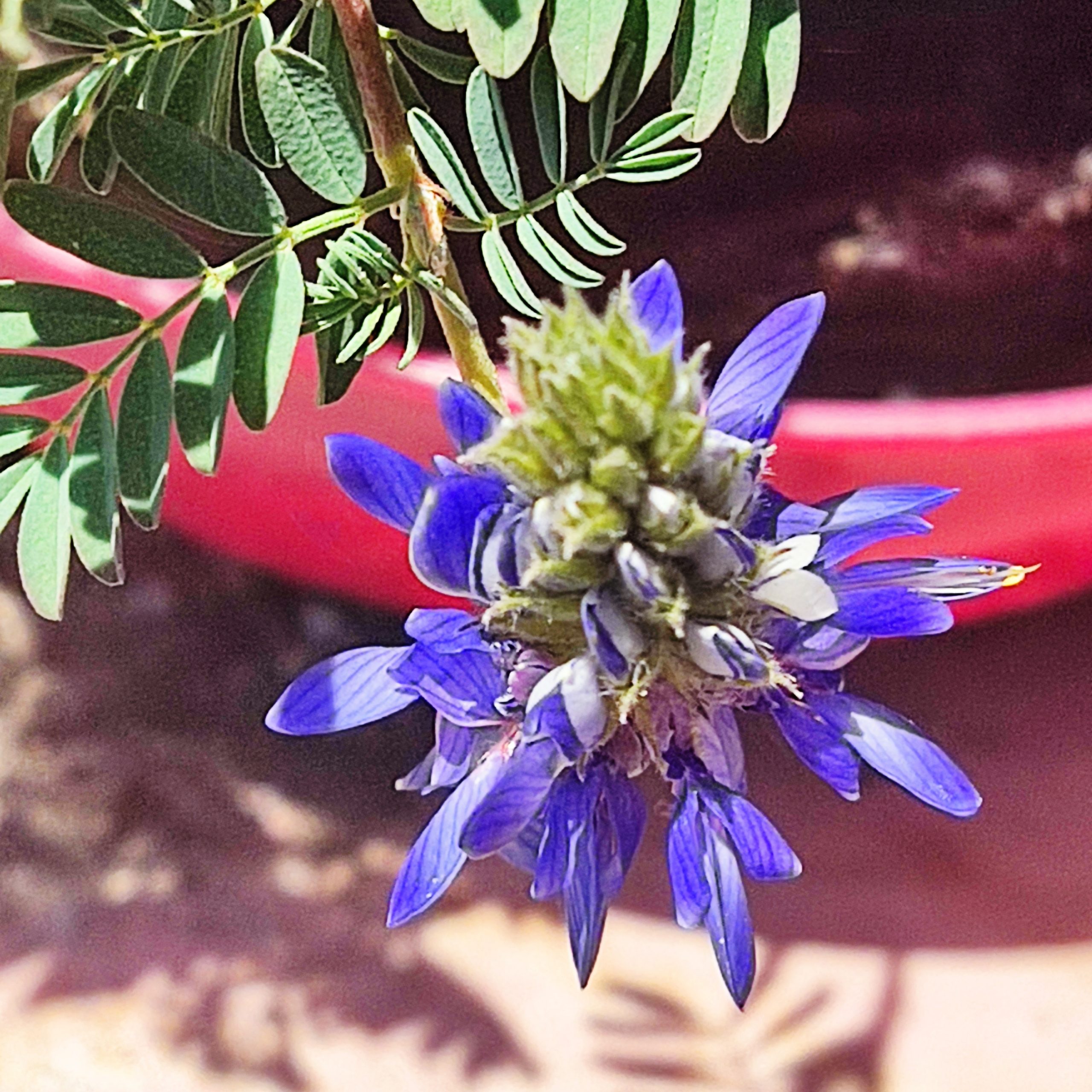 Dalea azurea