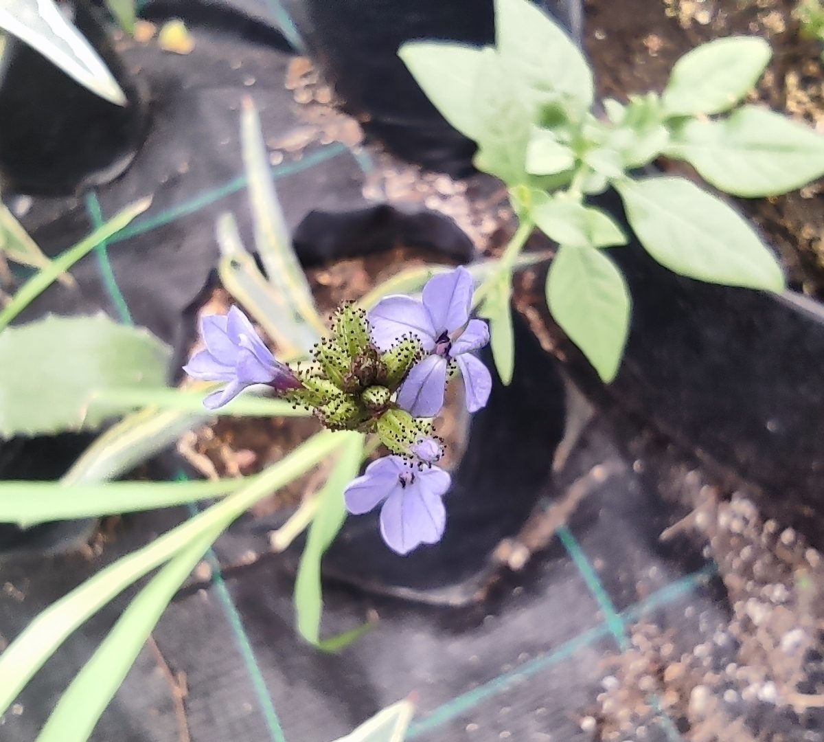 Plumbago caerulea ku﻿nth