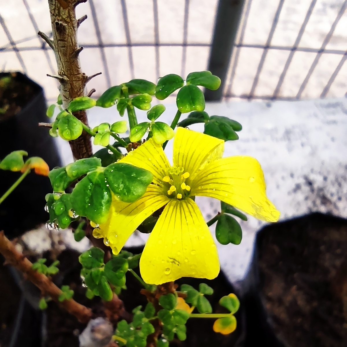 Oxalis gigantea