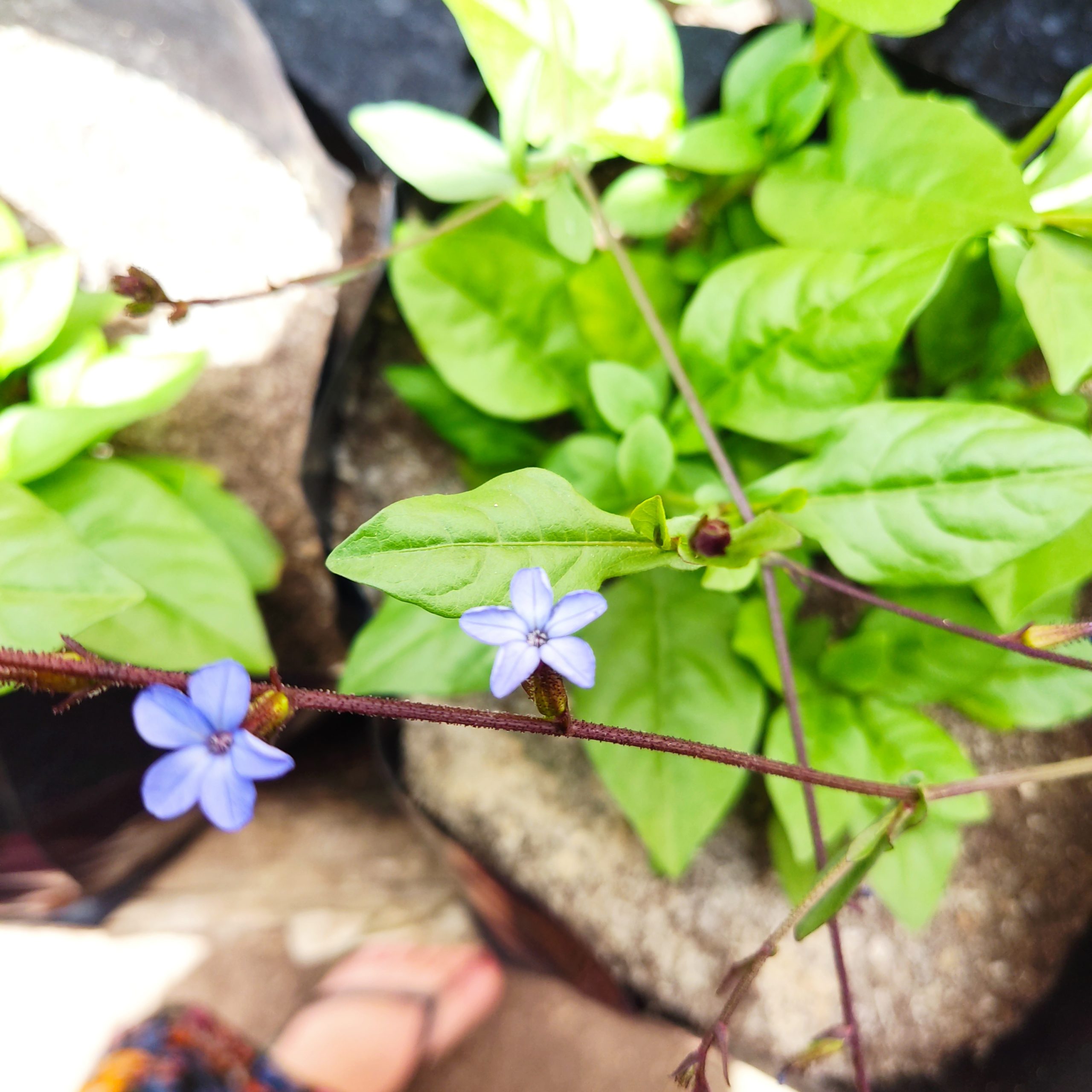 Plumbago caerulea ku﻿nth