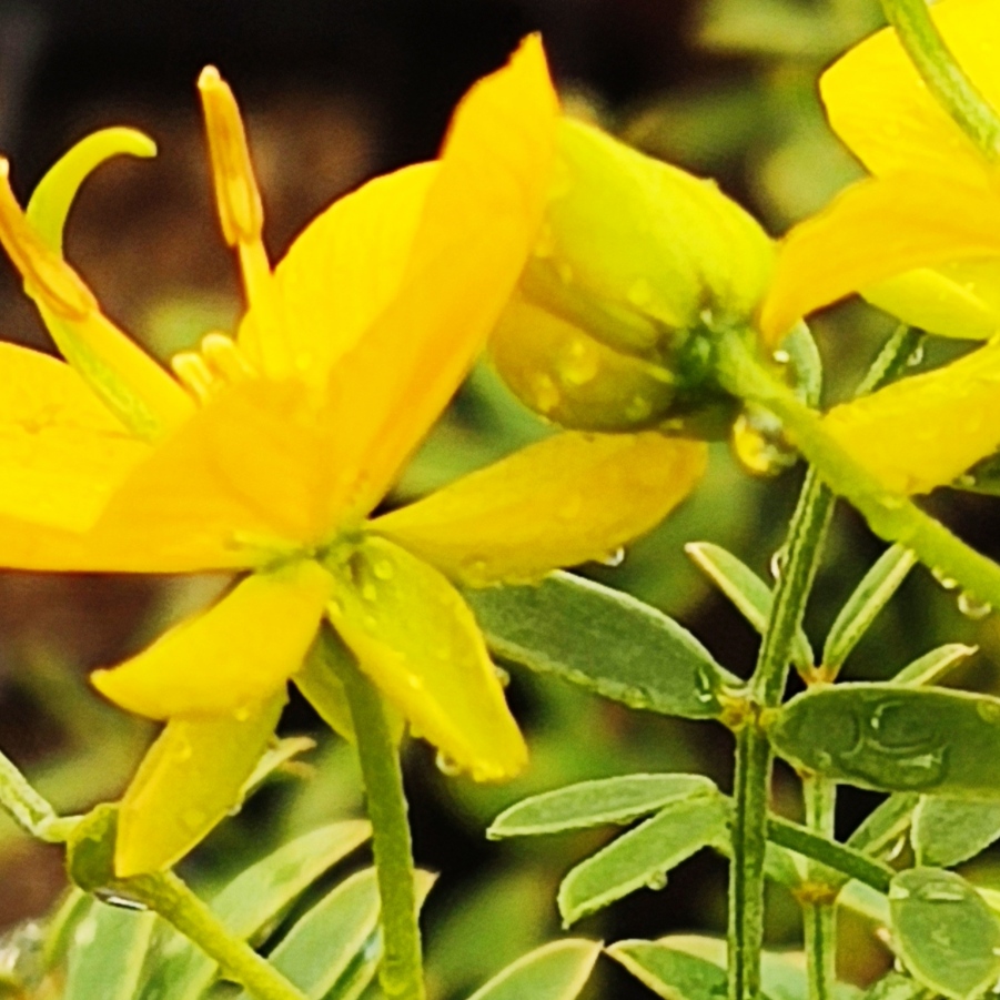 Senna cumingii